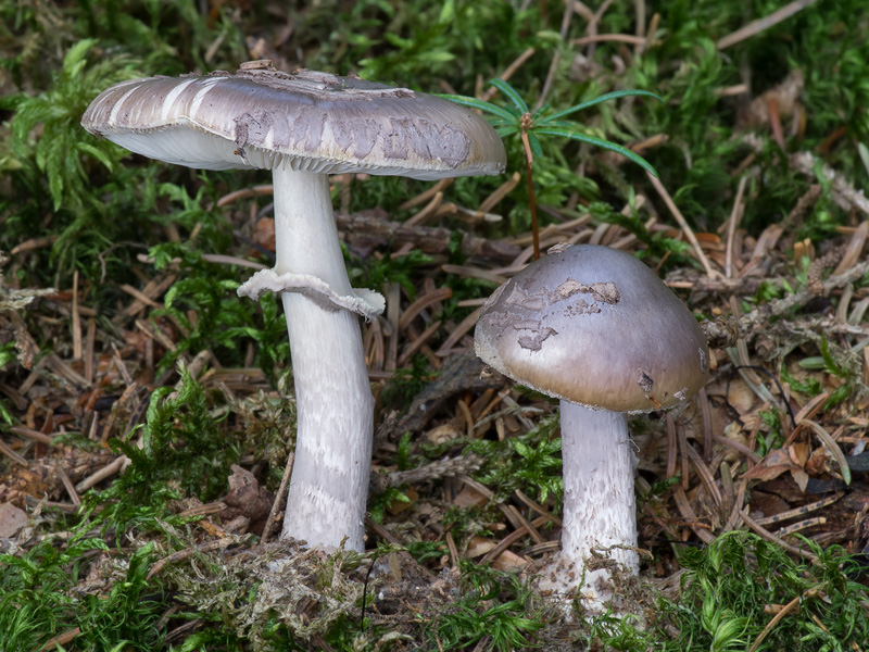 Amanita porphyria